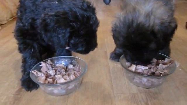 ХИТ АЛИВЕТ САМАРЫ Фландрские Бувики кушают.wmv смотреть онлайн