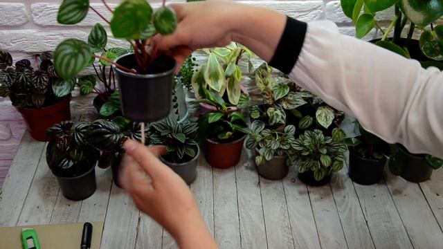 Пеперомии. Peperomias. Обзор