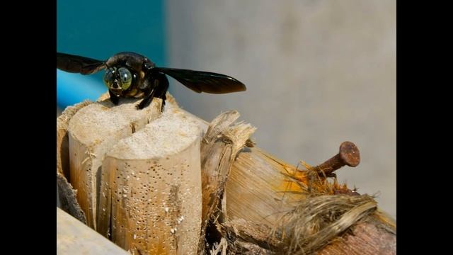 X FOR XYLOCOPA BEE | FUN FACTS ABOUT XYLOCOPA BEES!| CARPENTER BEES смотреть онлайн