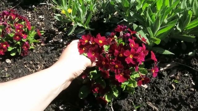 ВСЁ о примуле / 8 ВИДОВ ПРИМУЛЫ в одном видео / Посадка, уход, размножение, деление смотреть онлайн