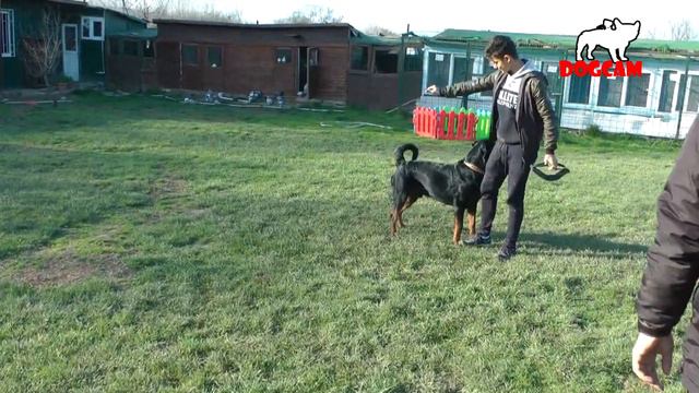 Rottweiller 3 dakikada işi bitirdi! İşte o anlar смотреть онлайн