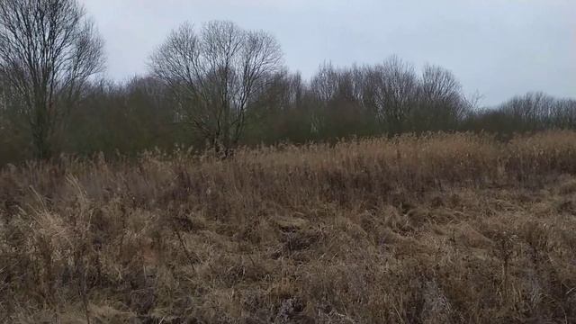 Белорусский гончак смотреть онлайн