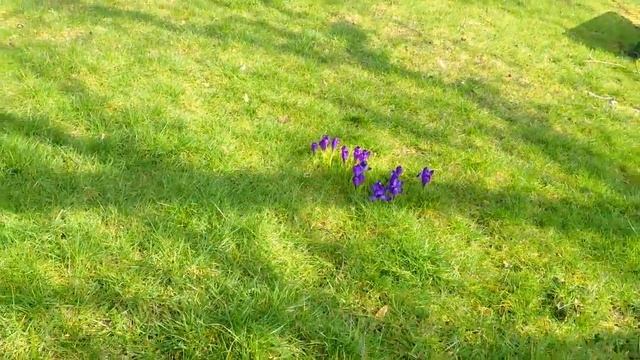 Kater Miles Davis im Garten am Ende des Winters смотреть онлайн