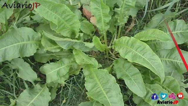 ? PLANTAS SILVESTRES PARA CANARIOS JILGUEROS PERIQUITOS ? HIERBAS DEL CAMPO PARA PAJAROS смотреть онлайн