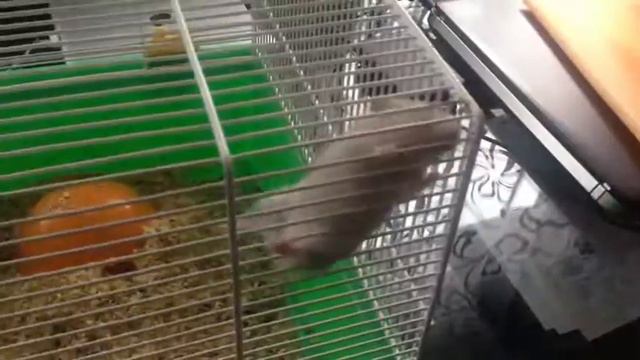 Когда хомяк решил совершить побег! :) смотреть онлайн