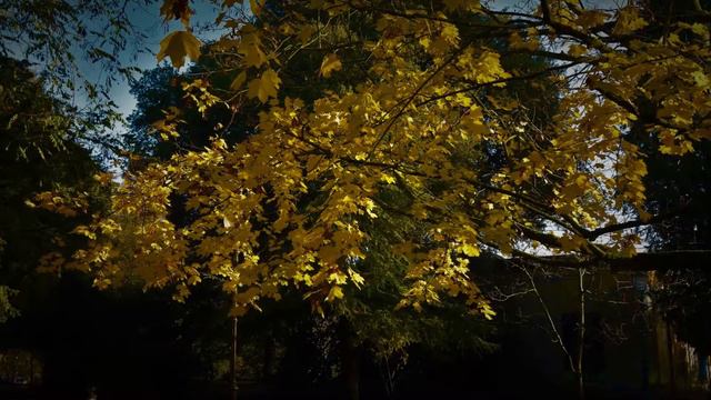 That time of year thou mayst in me behold Sonnet 73 by William Shakespeare смотреть онлайн