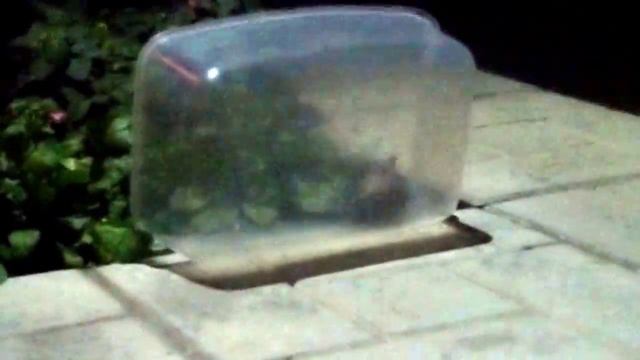 Как мы выпускали пойманную летучую мышку. смотреть онлайн