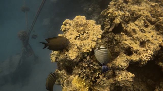 Marsa Alam snorkeling day 1 смотреть онлайн