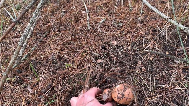 VLOG// ГРИБНОЙ ОТДЫХ?✌? смотреть онлайн