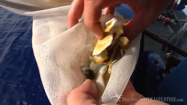 Plastic Ahoy Investigating the Great Pacific Garbage Patch Book Trailer смотреть онлайн