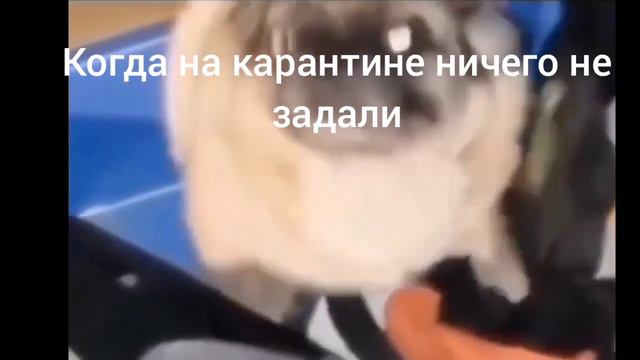 Мопс флексит:) смотреть онлайн