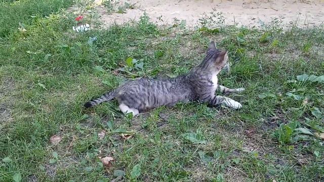 Кошка. Температура воздуха +35.(27.06.2021) смотреть онлайн