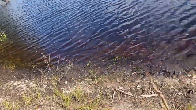 Рыбалка на донку на озере Мячино. смотреть онлайн
