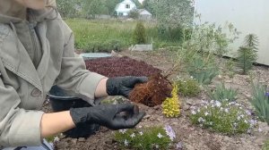 Лапчатка (Перстач)із«Флоріума»