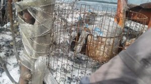 Яблони погрызли мыши ?как спасти что сделать ?