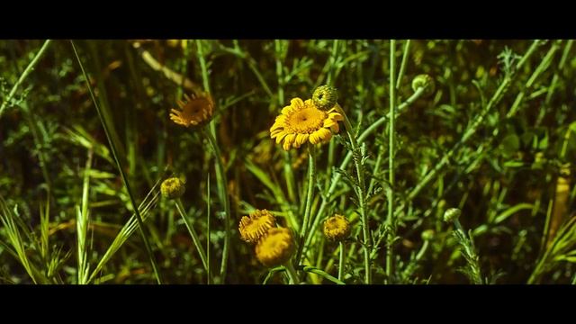 Canon 650D - 50mm f 1.8 - Magic Lantern RAW - Video Test смотреть онлайн