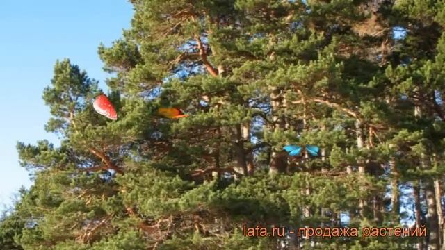 Сосна обыкновенная (pinus sylvestris) ? обыкновенная сосна обзор: как сажать, саженцы сосны смотреть онлайн