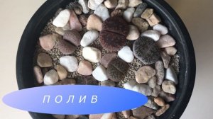 ЛИТОПСЫ. Уход и выращивание в домашних условиях