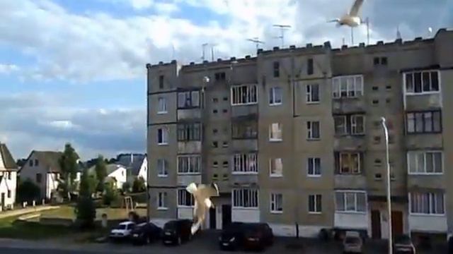 Чайки в Миорах смотреть онлайн