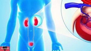 БОЛЕЗНЬ ПОЧЕК симптомы. Признаки болезни почек