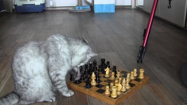 Кошка играет в шахматы! смотреть онлайн