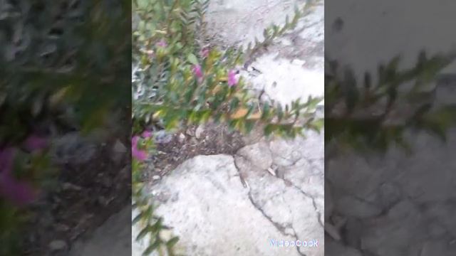 По своей красоте отличается от цветов для украшения сада. смотреть онлайн