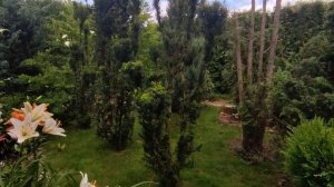 Прогулка по причудливому саду Людмилы ??? Хвойные растения в дизайне сада ??