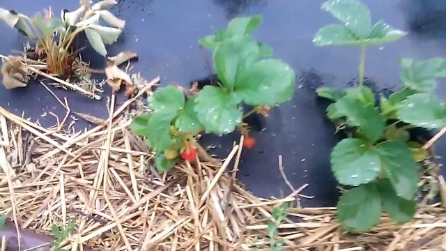 Выращивание клубники / Как поливать клубнику смотреть онлайн