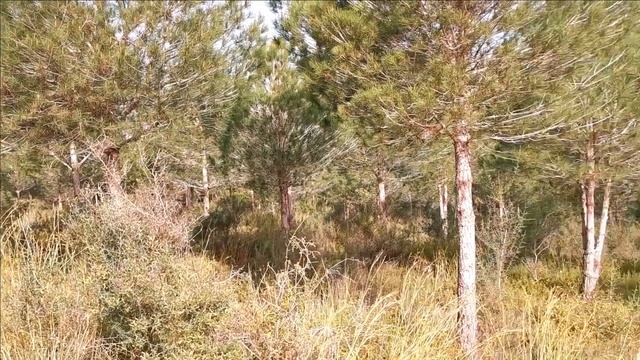 Лес, где водятся горные куропатки смотреть онлайн