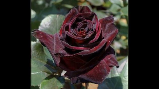 Троянда Блек Баккара ( роза Black Baccara ) Мій розкішний сад смотреть онлайн