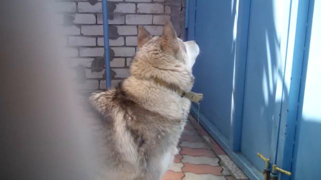 Аляскинский маломут смотреть онлайн