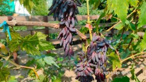 Виноград  Хэллоуин