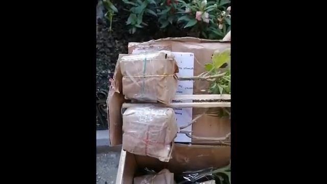 Смотрим посылку. Саженцы хризантемы из интернет магазина Сад хризантем. смотреть онлайн