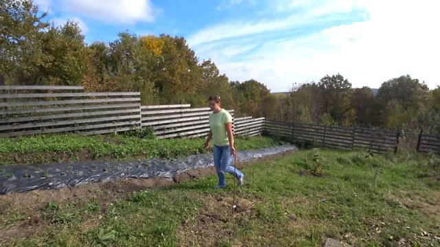 Смешная посылка с азиминой. Высадили все саженцы. Краснодарский край. смотреть онлайн