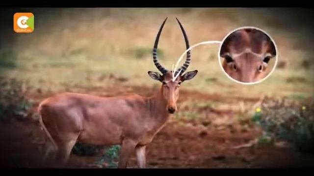 KENYA-NORTH E-GARISSA#IJARA смотреть онлайн