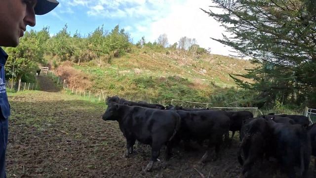 Beef herd Pregnancy Testing смотреть онлайн