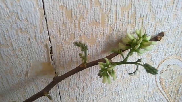 А будет ли цвести акация?? смотреть онлайн