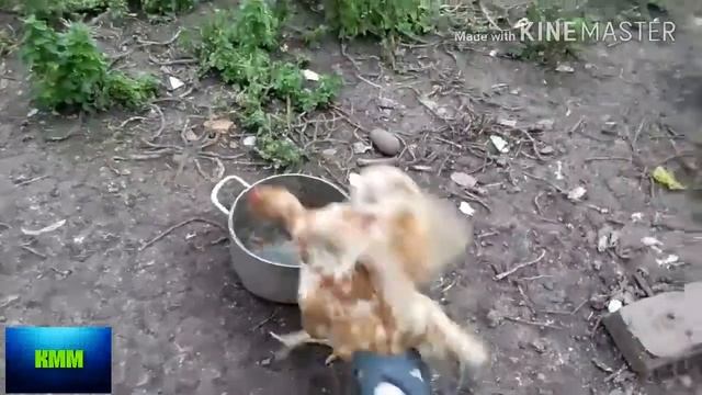 САМЫЙ БОЛЬШОЙ СПИННЕР В МИРЕ!!! смотреть онлайн