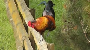 A beautiful rooster non-stop crowing loud in the early morning in the countryside
