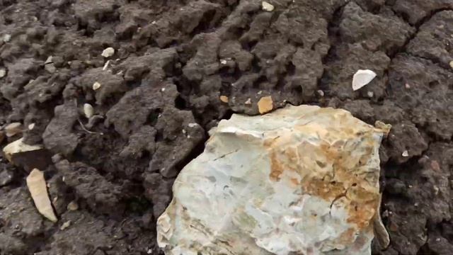 В поисках окаменелостей смотреть онлайн