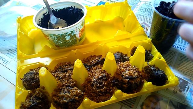 Как посадить орех Зибольда - стратификация и посадка орехов - видео 1 смотреть онлайн