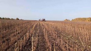 ВСПАШКА-ДА! ДИСКОВКА- ВОЗМОЖНО!Результаты эксперимента подсолнечника по пахоте и дисковке!