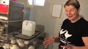 Перепела. Содержание перепелов в домашних условиях.