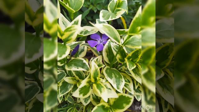 Цветы для хорошего настроения. ( мои цветы 12 мая) смотреть онлайн