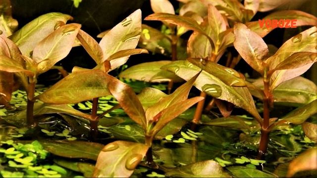 Альтернантера Рейнека. Аквариумные растения. Уход, размножение, содержание. Alternanthera reineckii смотреть онлайн