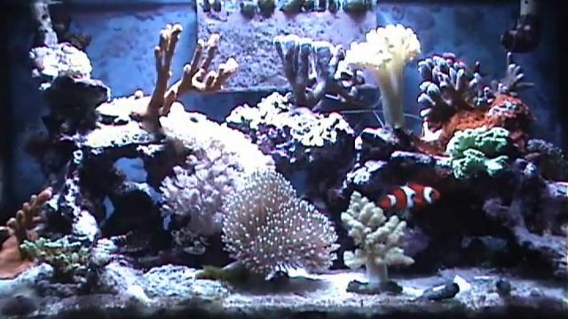 My 10 Gallon Reef Aquarium смотреть онлайн
