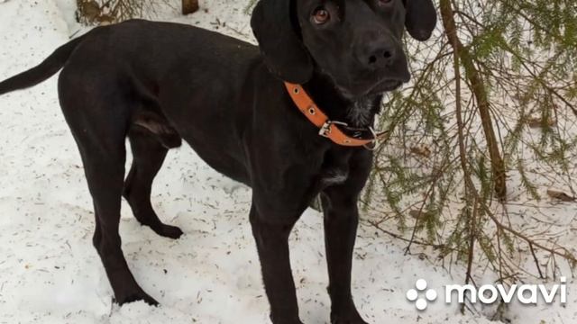 Лео 2 из Абхазия У Пяти Углов Чибо Музей Пса смотреть онлайн