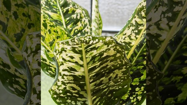 Dieffenbachia Reflector Introduction смотреть онлайн