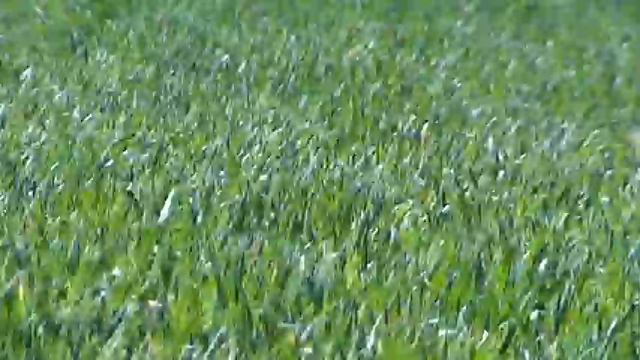 08 04 2022 мощное кущение озимой пшенички, и да, глаза радуются, дааааааааа смотреть онлайн