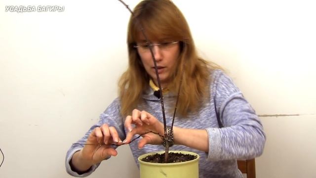 Бонсай из клена. Формировка. смотреть онлайн